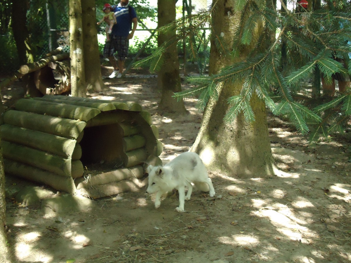 (145'768) - Polarfuchs im ZOO von Servion am 16. Juli 2013