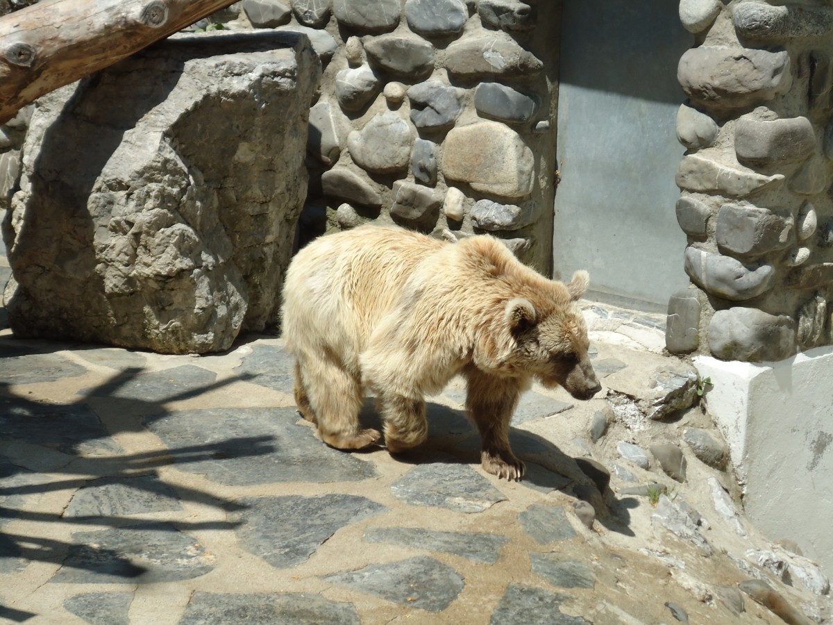 (145'770) - Syrischer B�r im ZOO von Servion am 16. Juli 2013