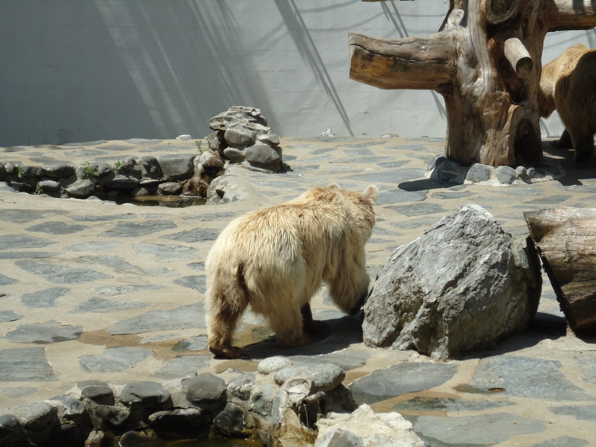 (145'771) - Syrischer B�r im ZOO von Servion am 16. Juli 2013