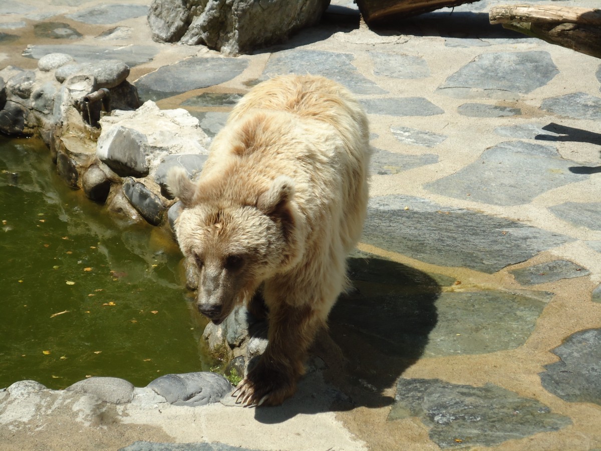 (145'772) - Syrischer B�r im ZOO von Servion am 16. Juli 2013