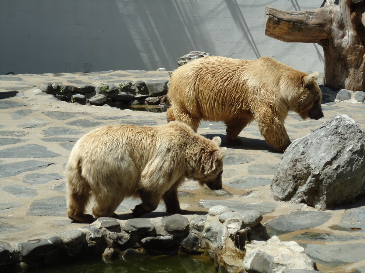 (145'773) - Syrische B�ren im ZOO von Servion am 16. Juli 2013