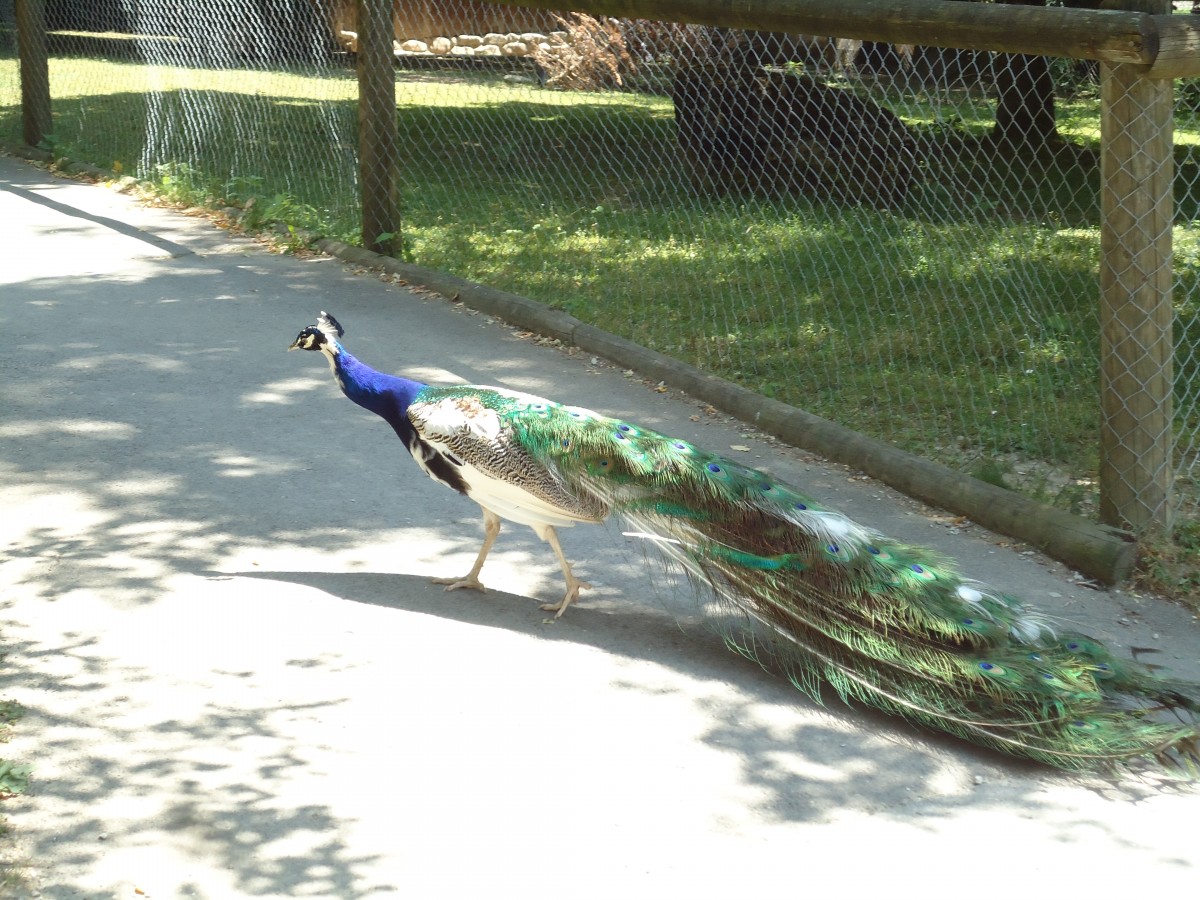 (145'774) - Pfau im ZOO von Servion am 16. Juli 2013
