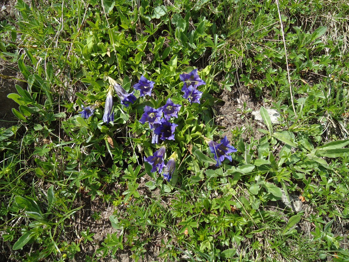 (145'939) - Enzianen am Gotthardpass am 20. Juli 2013