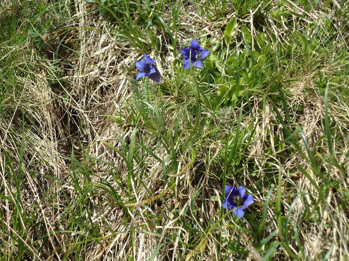 (145'940) - Enzianen am Gotthardpass am 20. Juli 2013