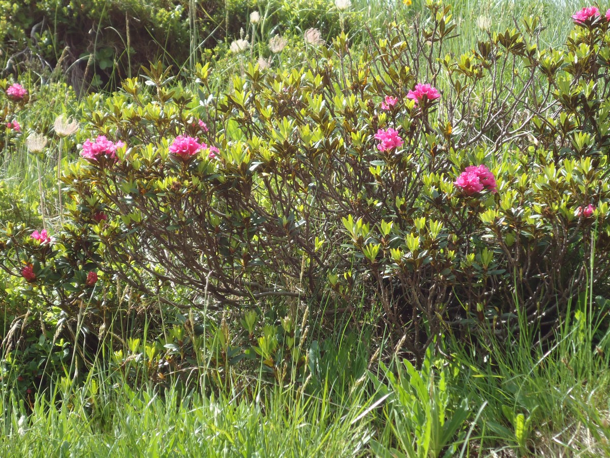 (145'941) - Alpenrosen am Gotthardpass am 20. Juli 2013