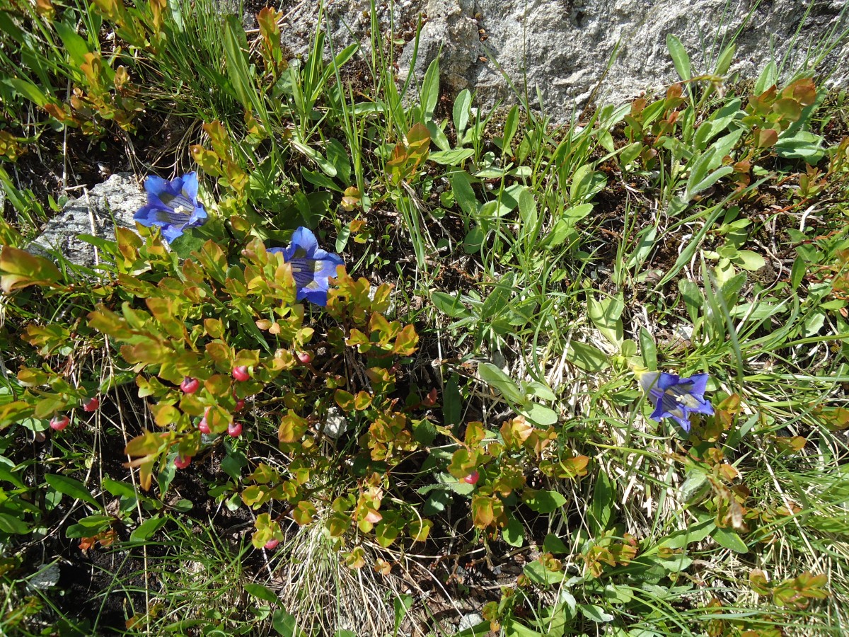 (145'942) - Alpenflora am Gotthardpass am 20. Juli 2013