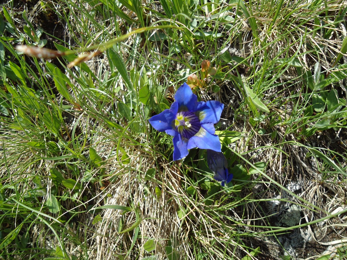 (145'943) - Enzianen am Gotthardpass am 20. Juli 2013