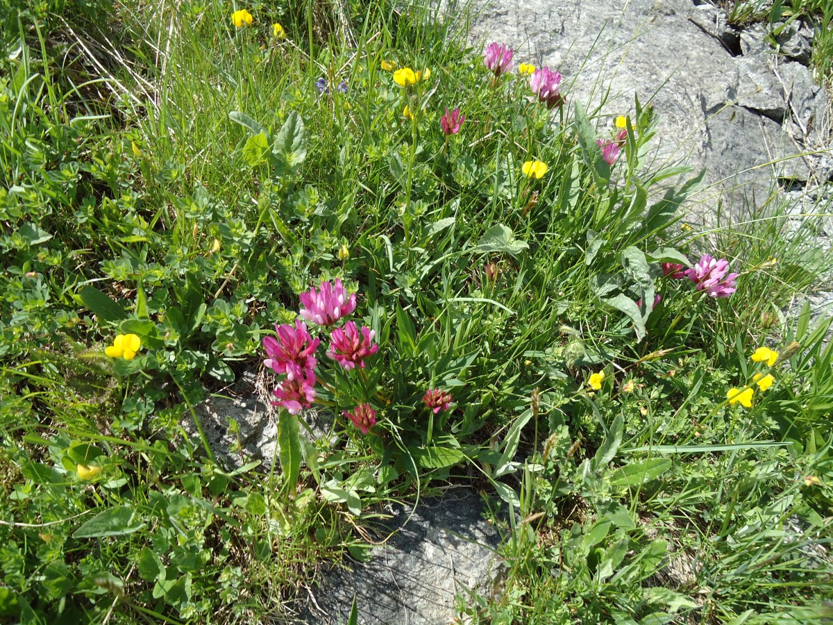 (145'945) - Alpenflora am Gotthardpass am 20. Juli 2013