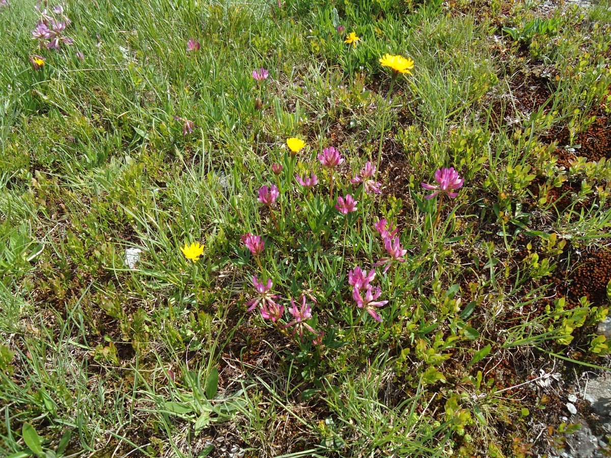 (145'947) - Alpenflora am Gotthardpass am 20. Juli 2013