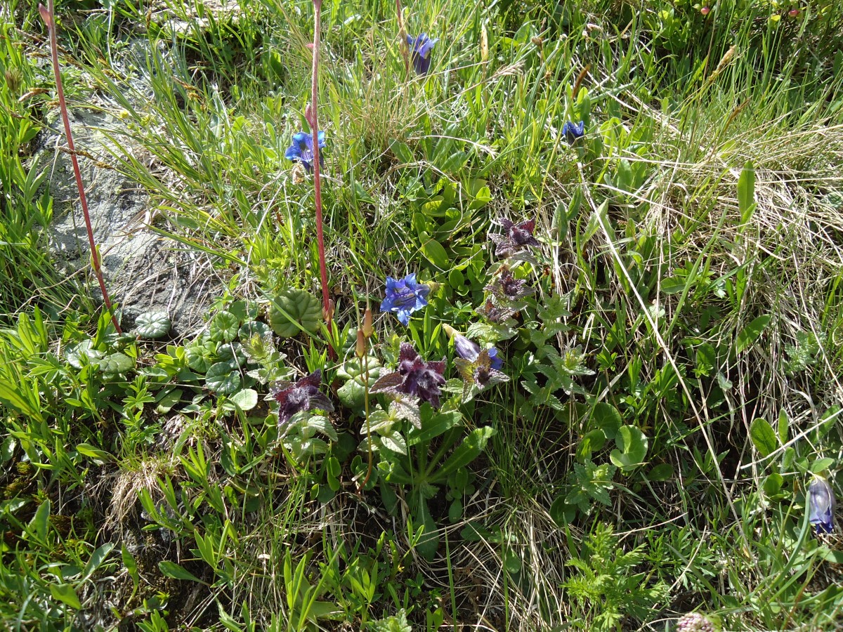 (145'948) - Alpenflora am Gotthardpass am 20. Juli 2013
