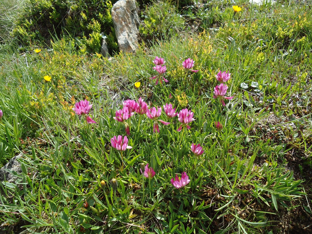 (145'950) - Alpenflora am Gotthardpass am 20. Juli 2013