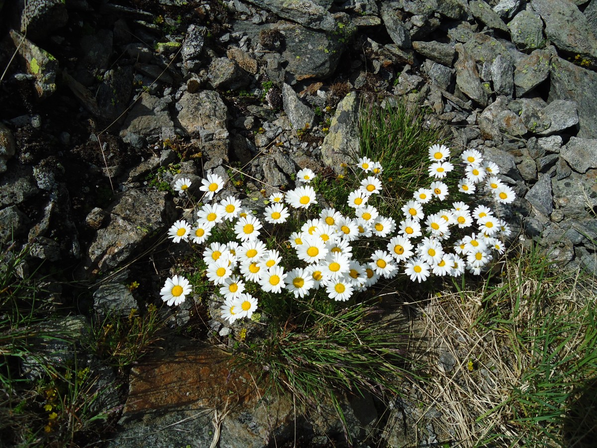 (145'951) - Alpenflora am Gotthardpass am 20. Juli 2013