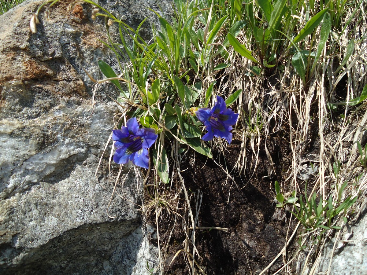 (145'953) - Enzianen am Gotthardpass am 20. Juli 2013