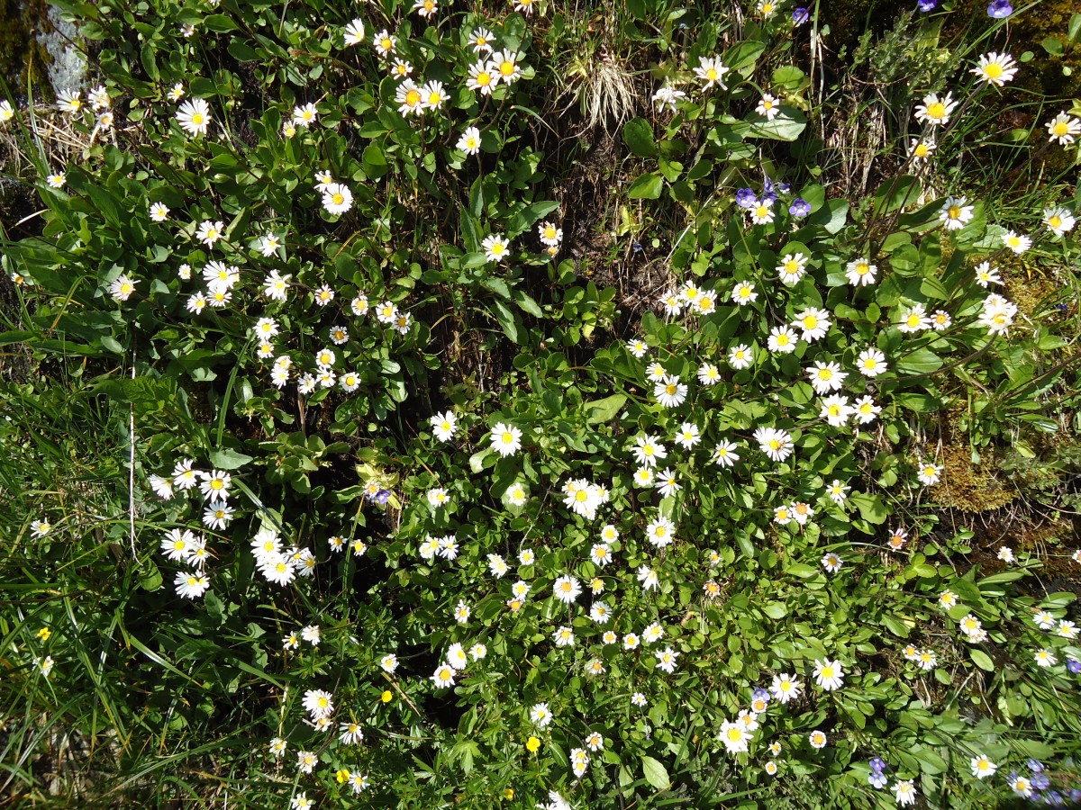 (145'958) - Alpenflora am Gotthardpass am 20. Juli 2013