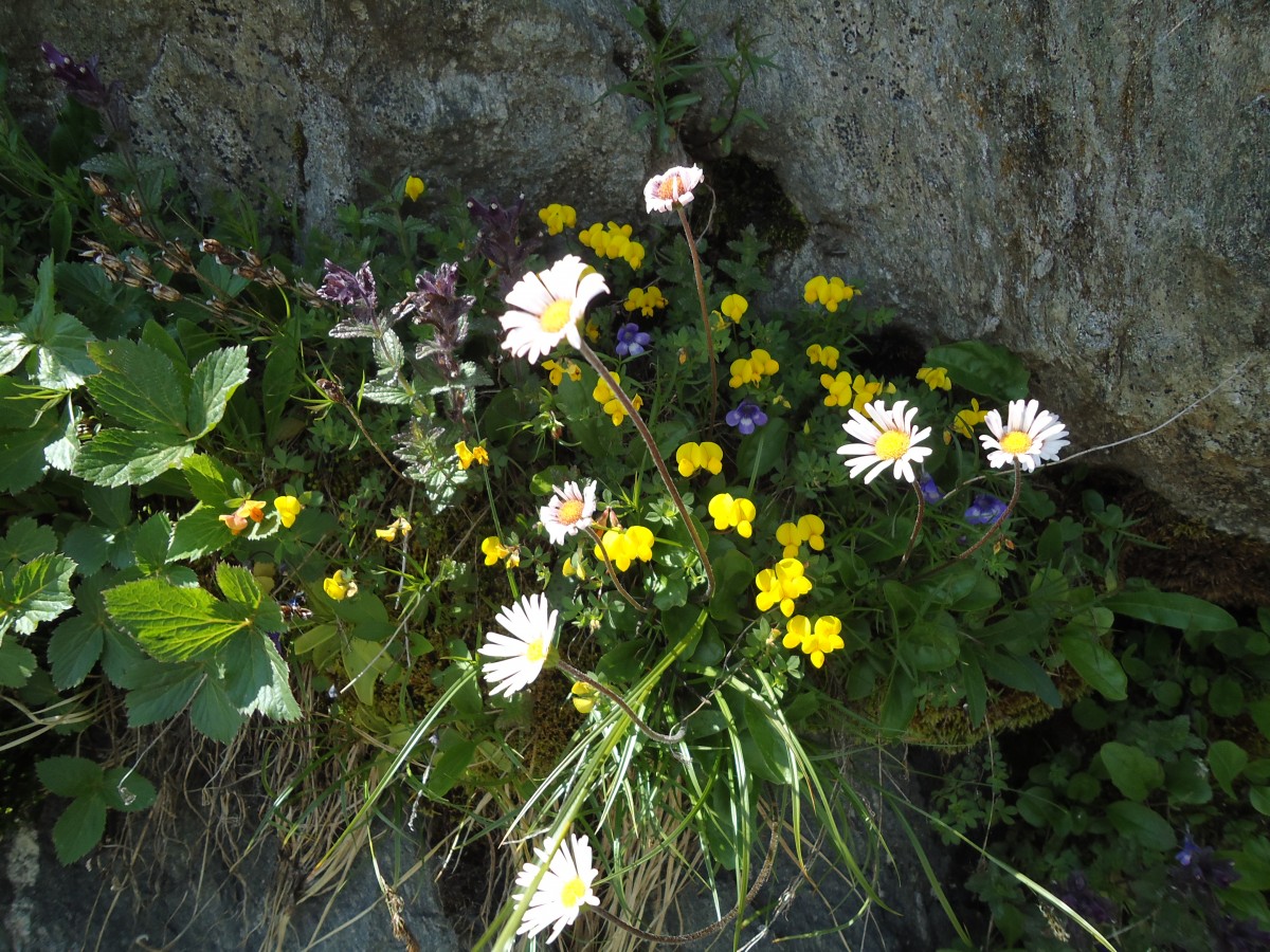 (145'959) - Alpenflora am Gotthardpass am 20. Juli 2013