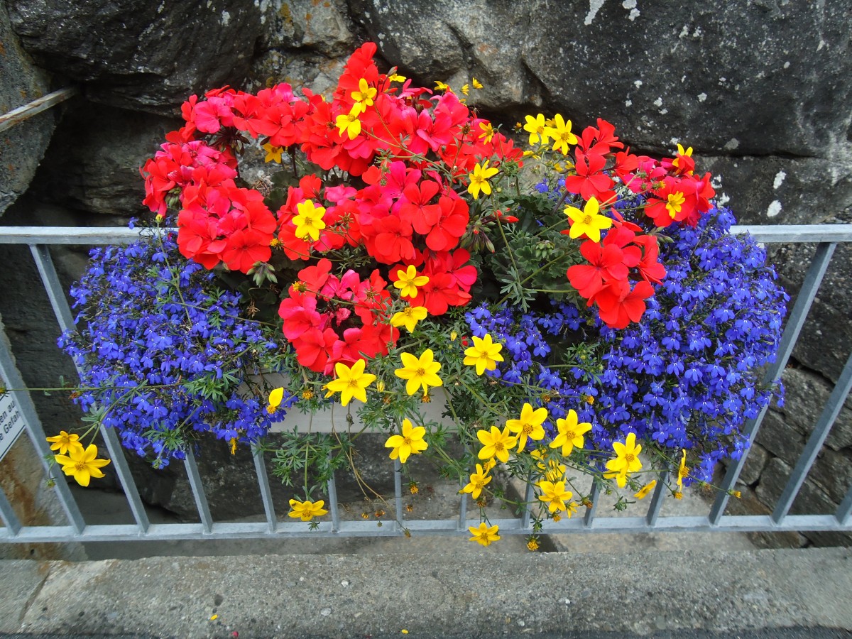 (145'988) - Blumenschmuck in G�schenen am 20. Juli 2013