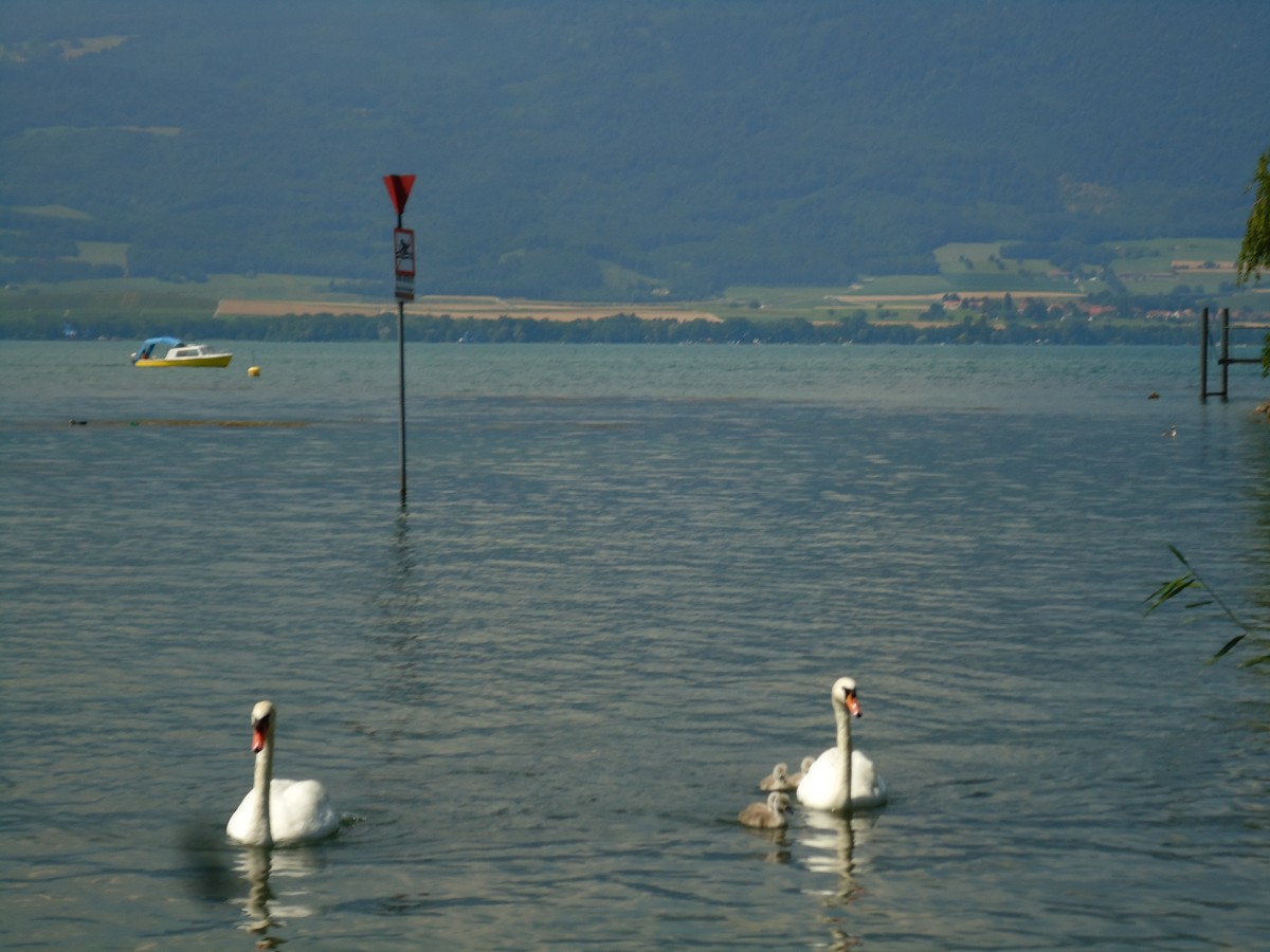 (146'043) - Zwei Schw�ne mit Jungen auf dem Neuenburgersee bei Yvonand am 22. Juli 2013