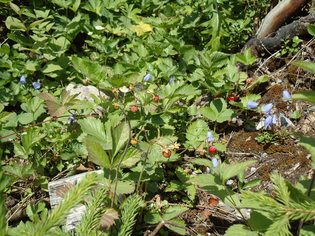 (146'107) - Walderdbeeren bei der Iffigenalp am 28. Juli 2013