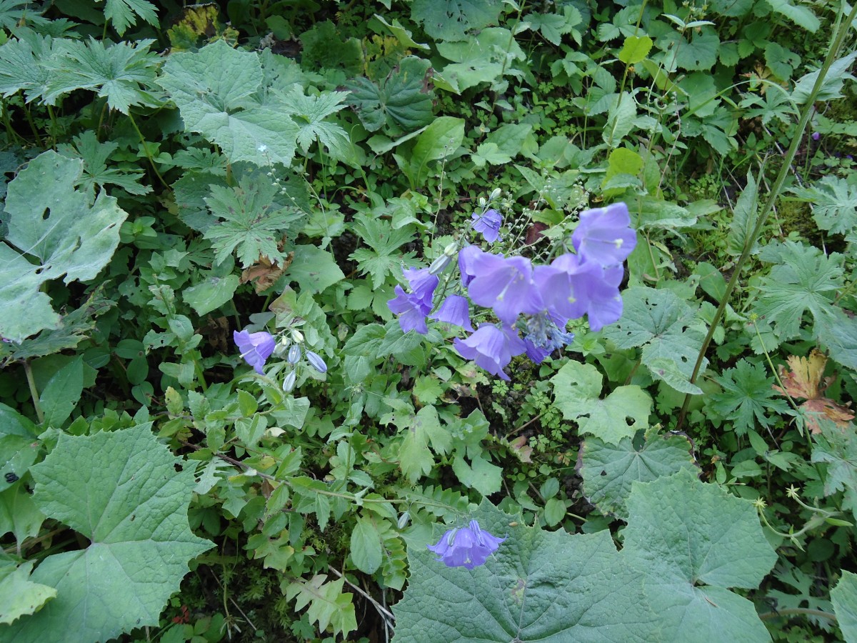 (146'121) - Alpenflora bei der Iffigenalp am 28. Juli 2013