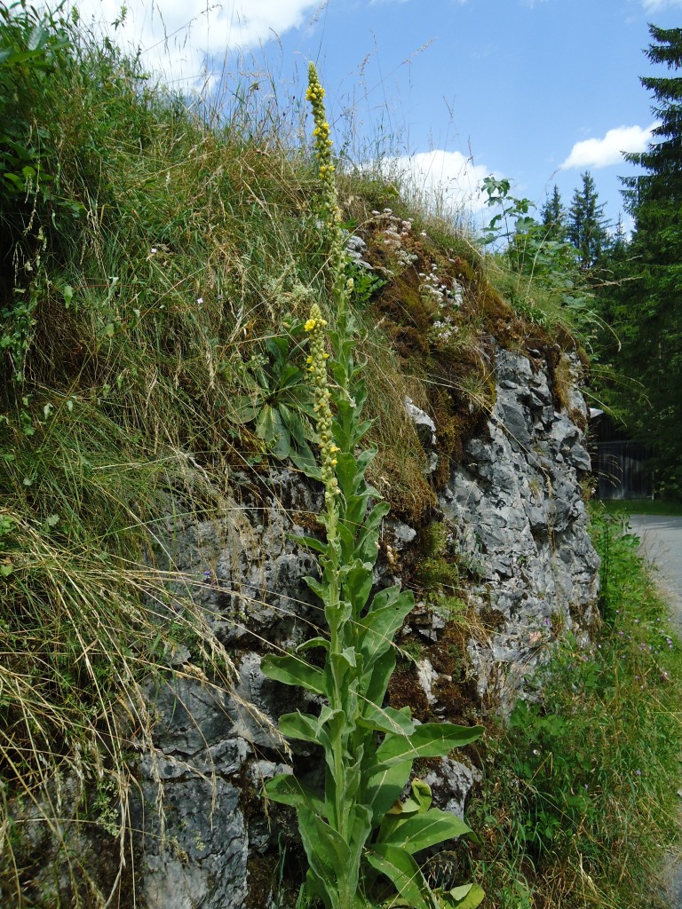 (146'132) - K�nigskerzen an der Lenk am 28. Juli 2013
