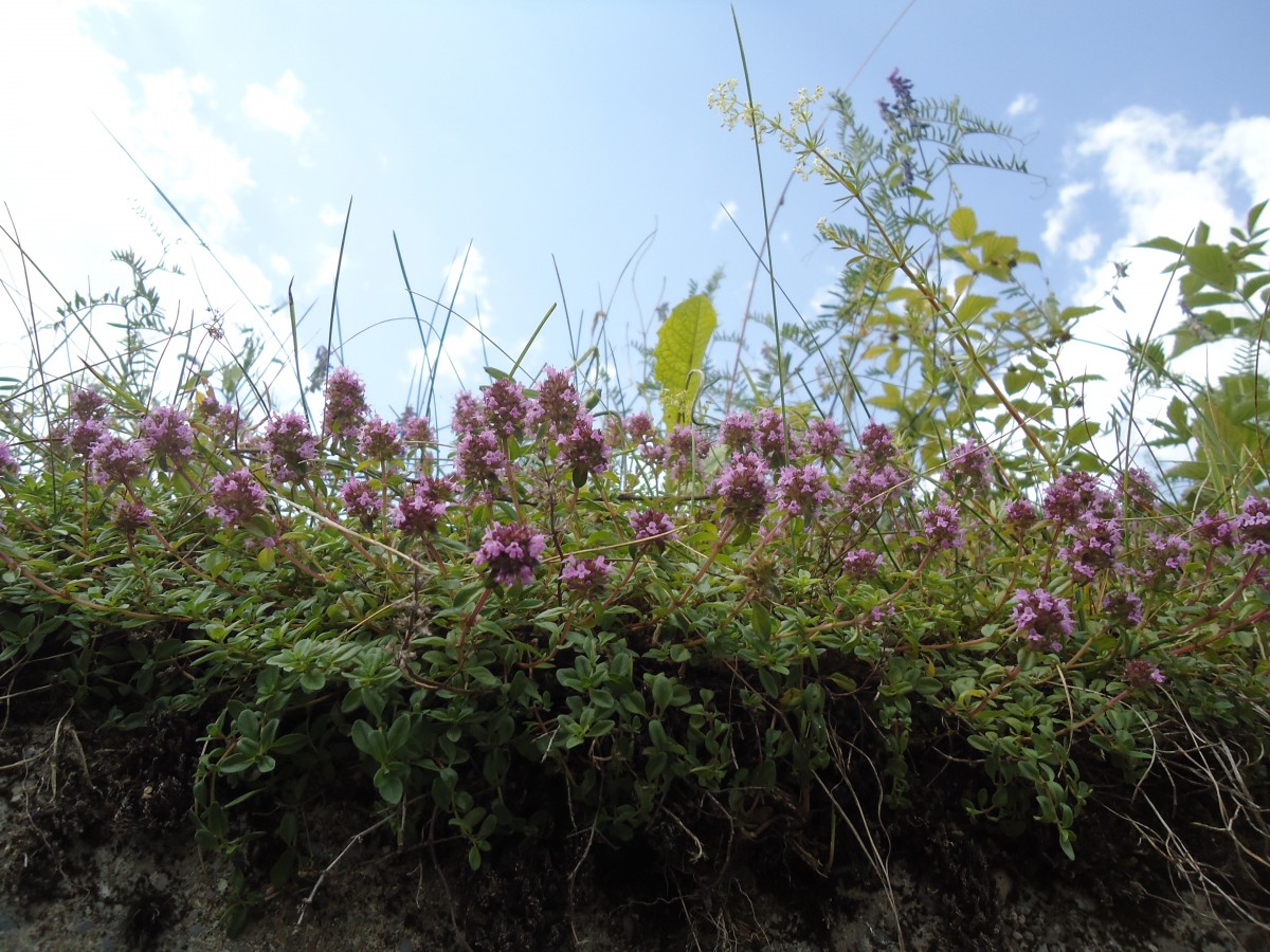 (146'133) - Flora an der Lenk am 28. Juli 2013
