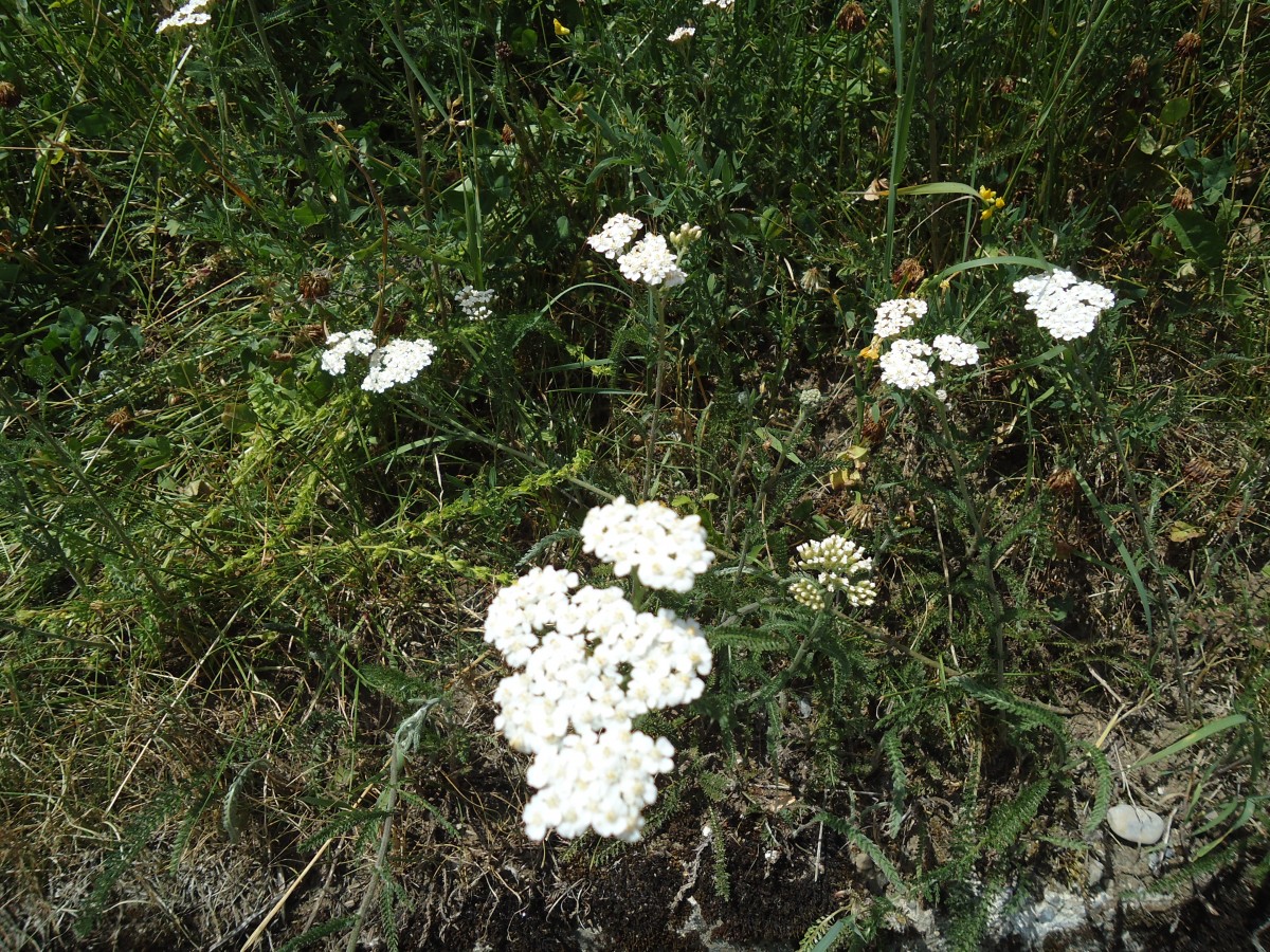 (146'138) - Schafgarben an der Lenk am 28. Juli 2013
