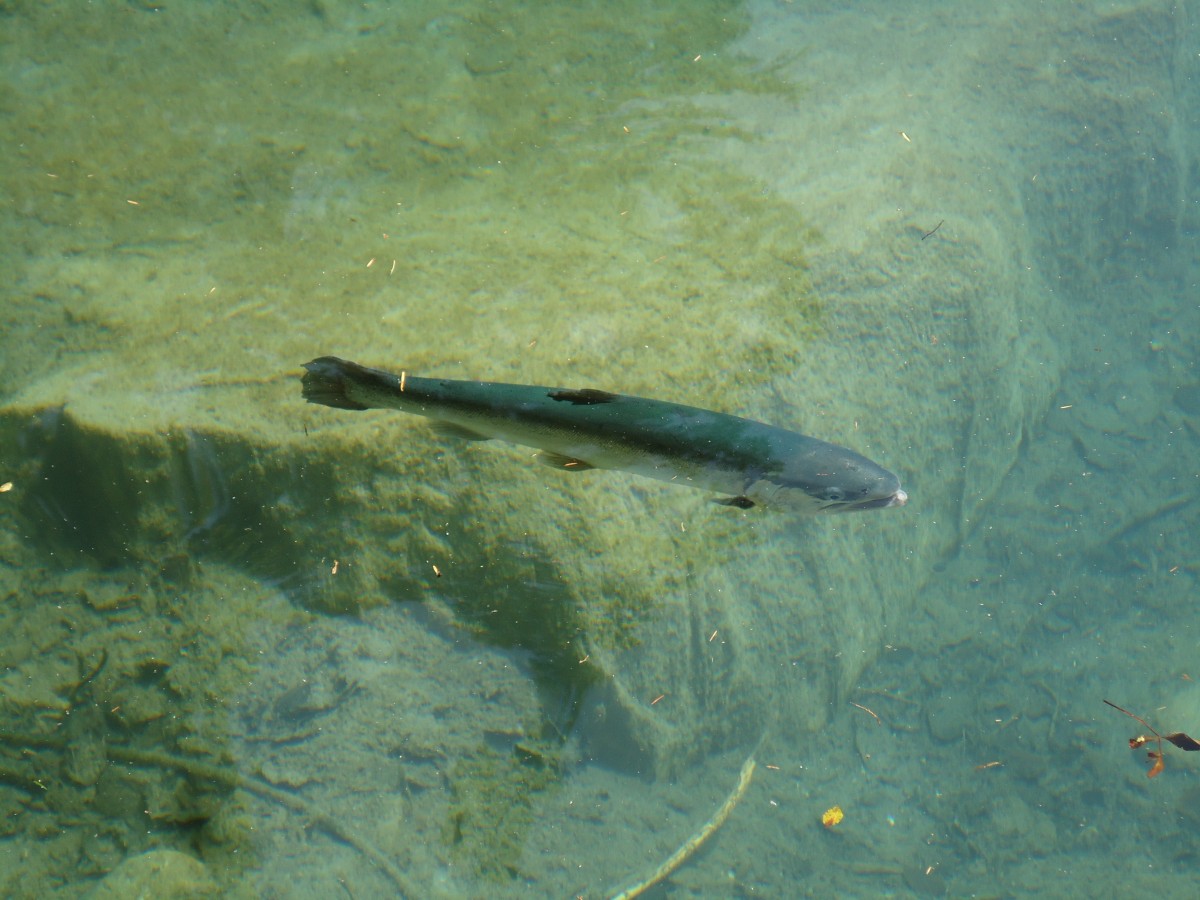 (146'222) - Forelle im Blausee am 4. August 2013