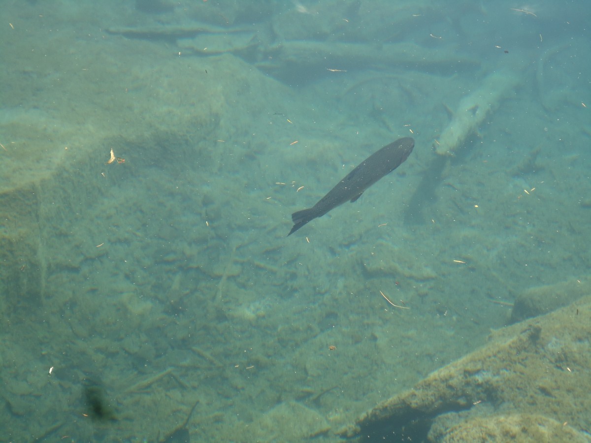 (146'223) - Forelle im Blausee am 4. August 2013