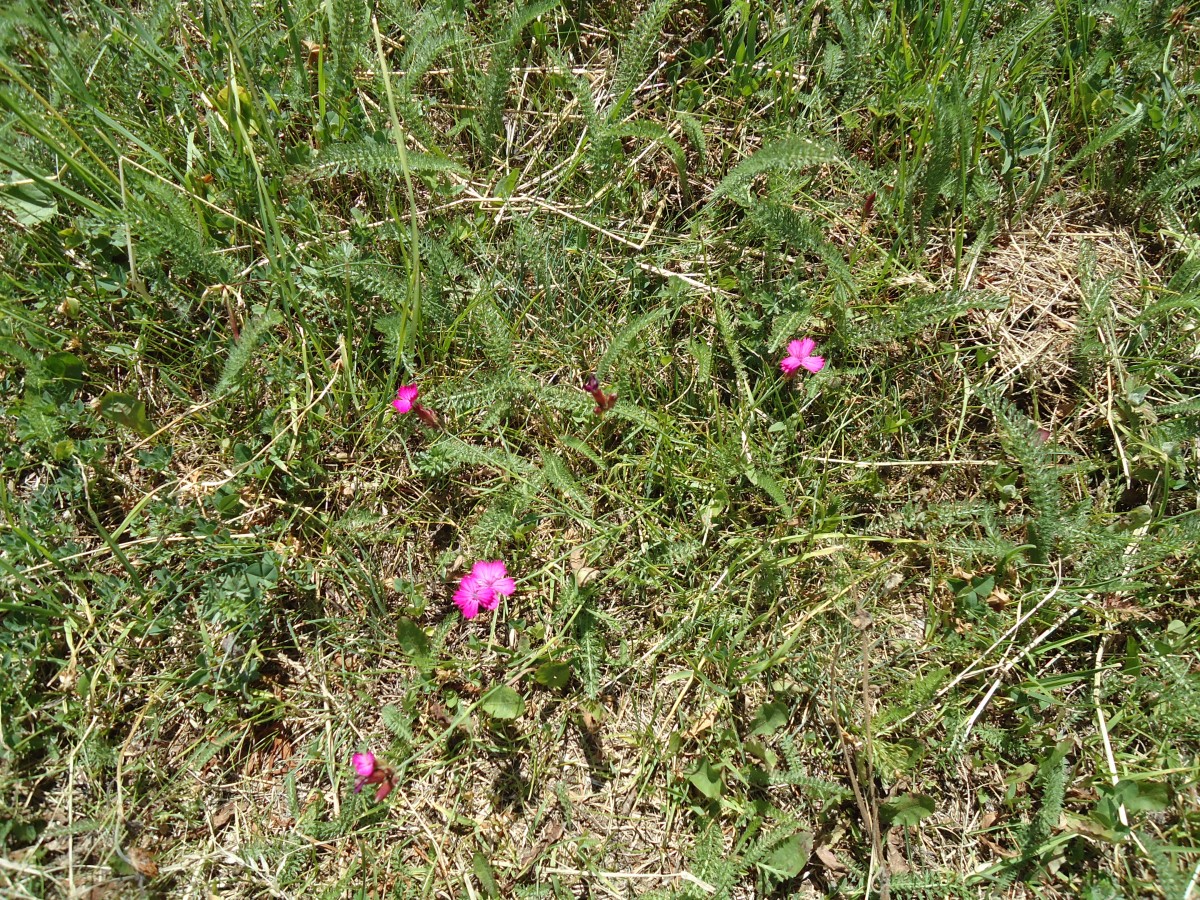 (146'252) - Blumen bei Blatten im L�tschental am 5. August 2013