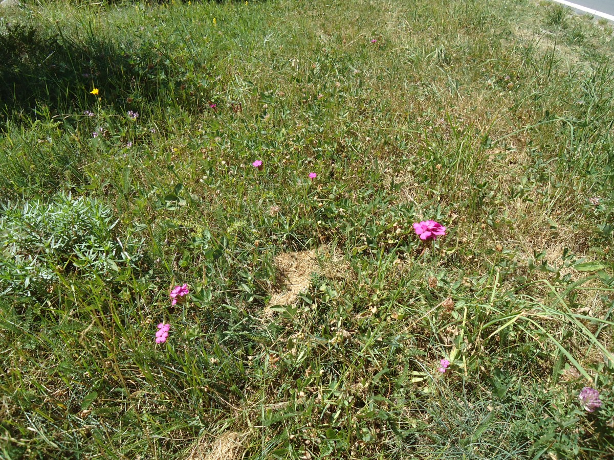 (146'253) - Blumen bei Blatten im L�tschental am 5. August 2013