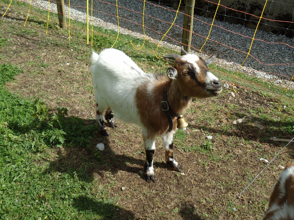 (146'498) - Zwergziege in Mol�son am 26. August 2013