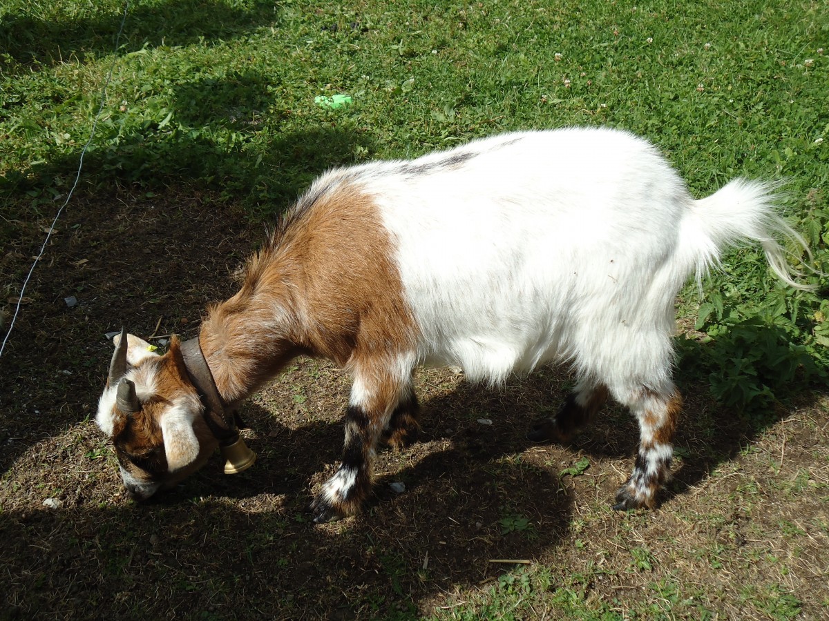 (146'499) - Zwergziege in Mol�son am 26. August 2013