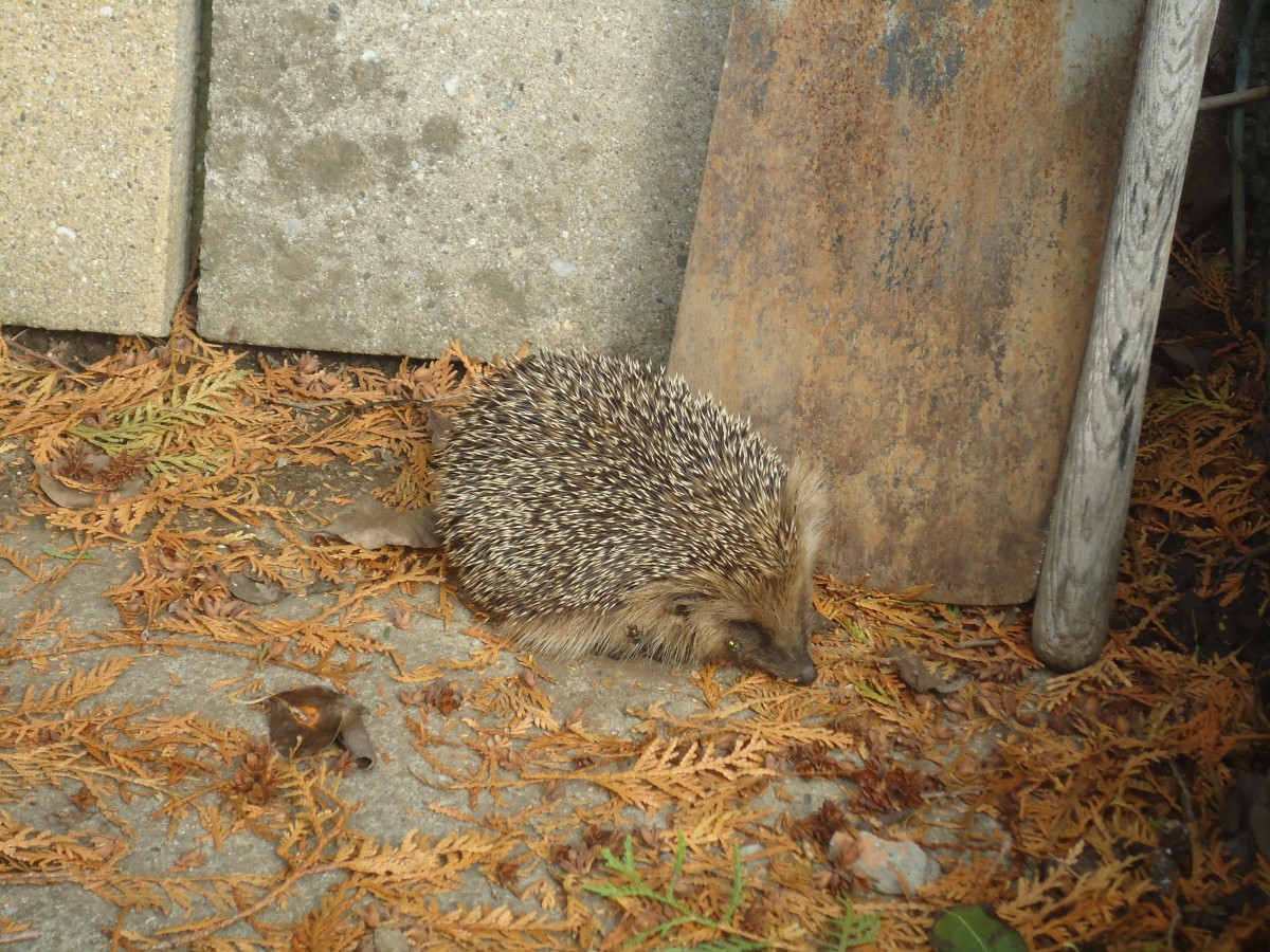 (147'515) - Zutraulicher Igel am 14. Oktober 2013 in Allmendingen
