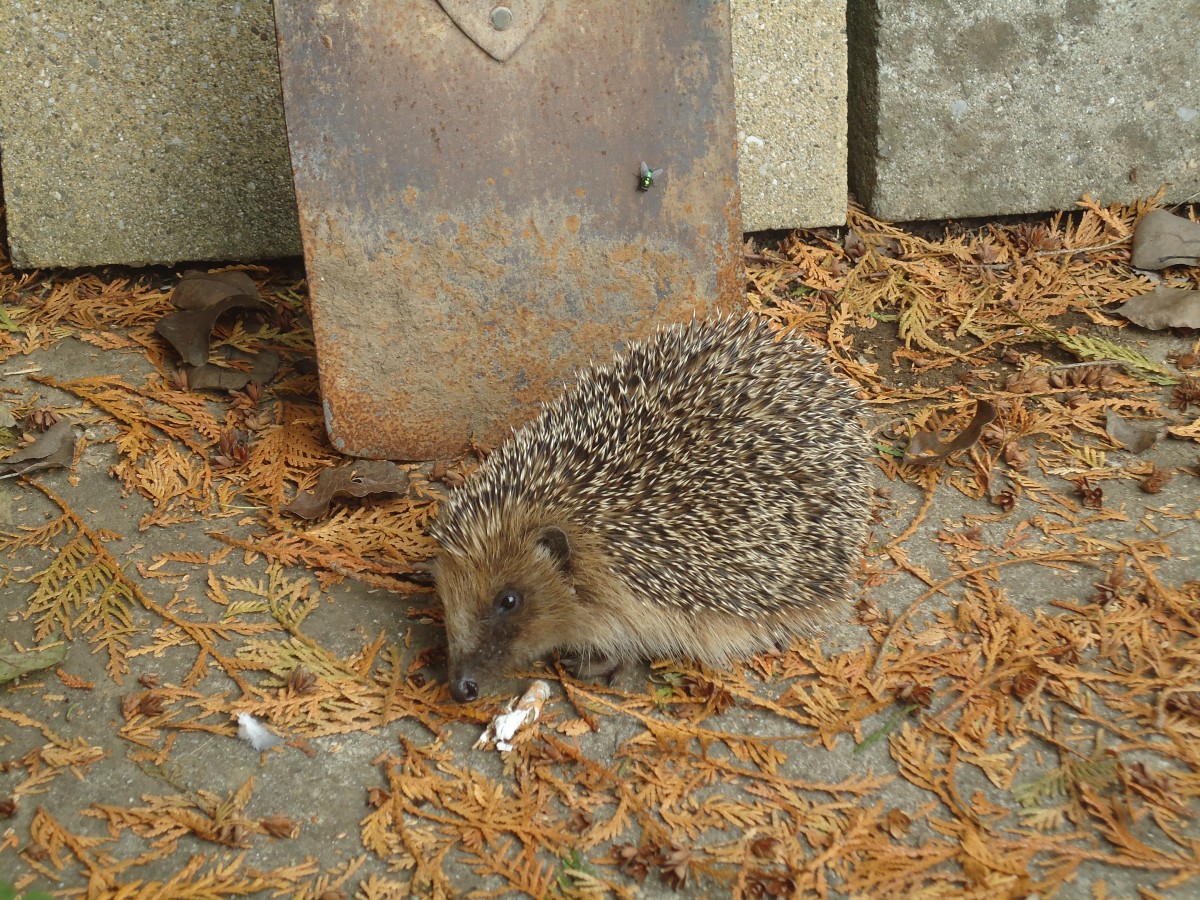 (147'519) - Zutraulicher Igel am 14. Oktober 2013 in Allmendingen