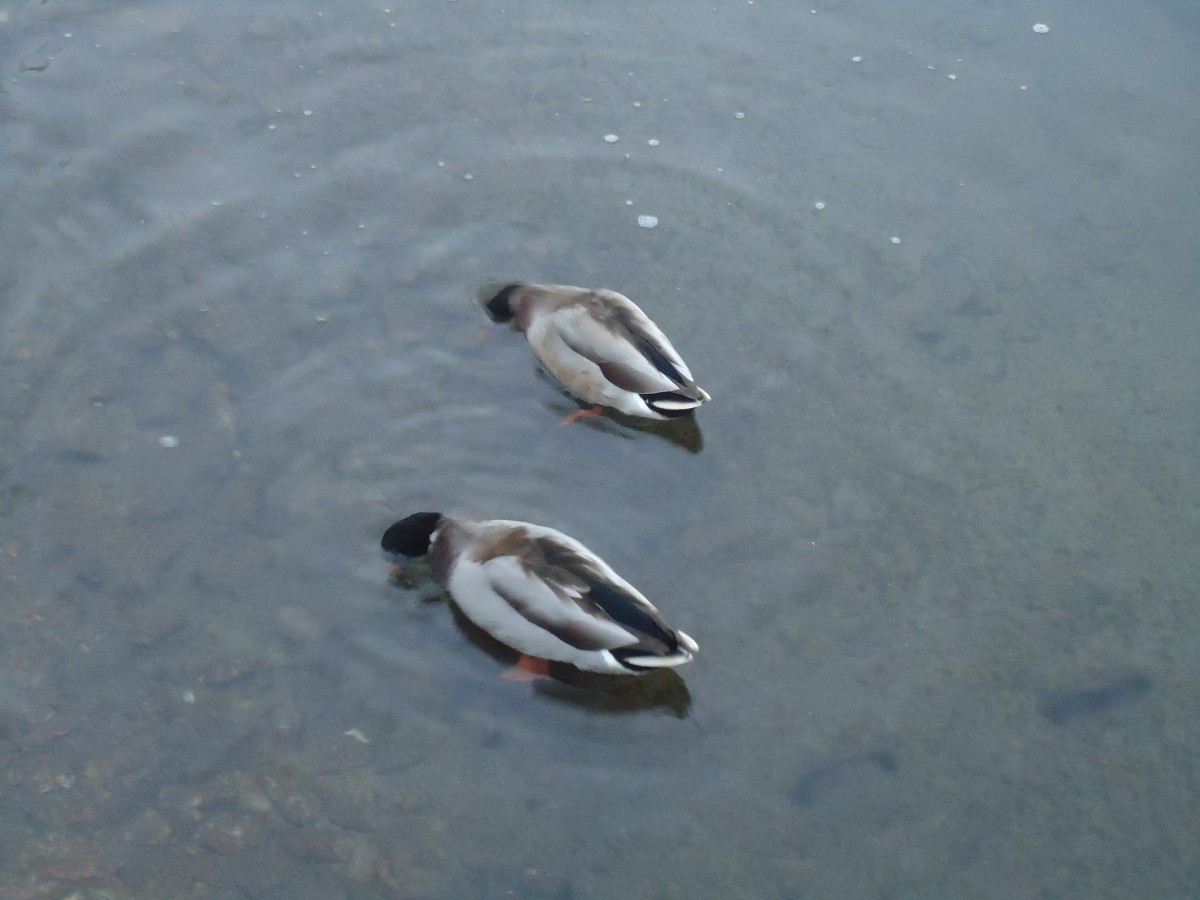 (147'759) - Zwei Enten im Luganersee am 5. November 2013