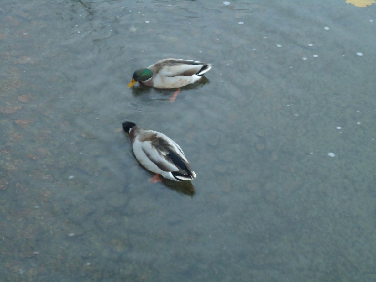 (147'760) - Zwei Enten im Luganersee am 5. November 2013