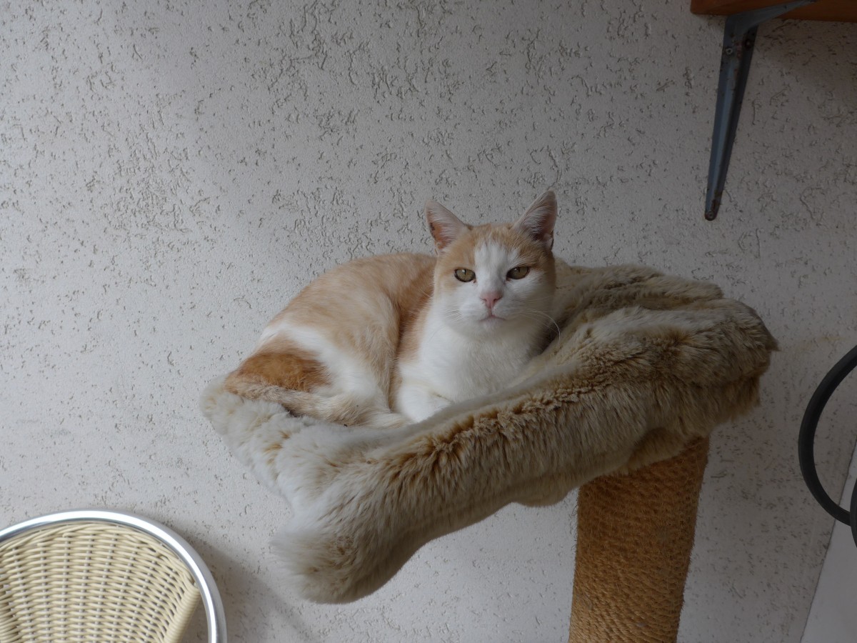 (149'344) - Katze Mamba alias Chlefeli am 15. M�rz 2014