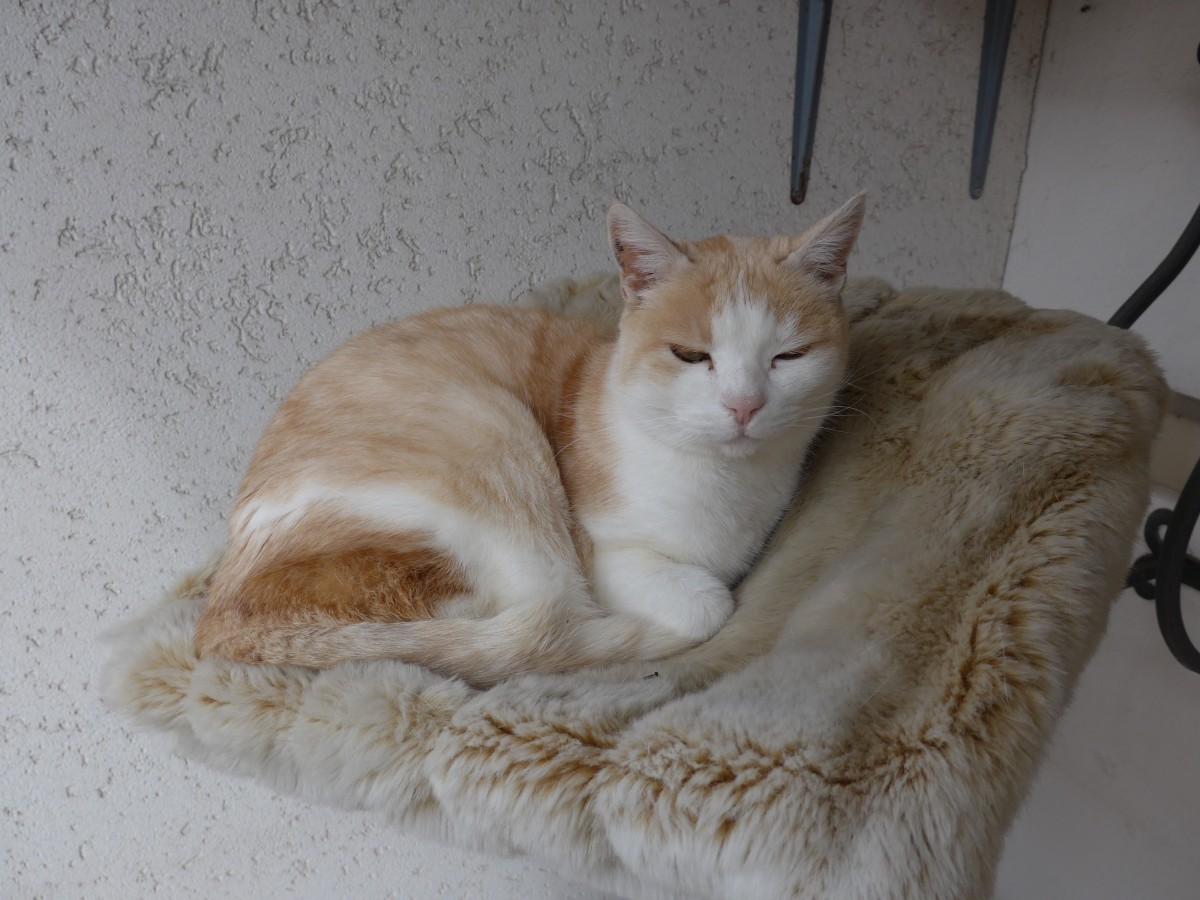 (149'345) - Katze Mamba alias Chlefeli am 15. M�rz 2014