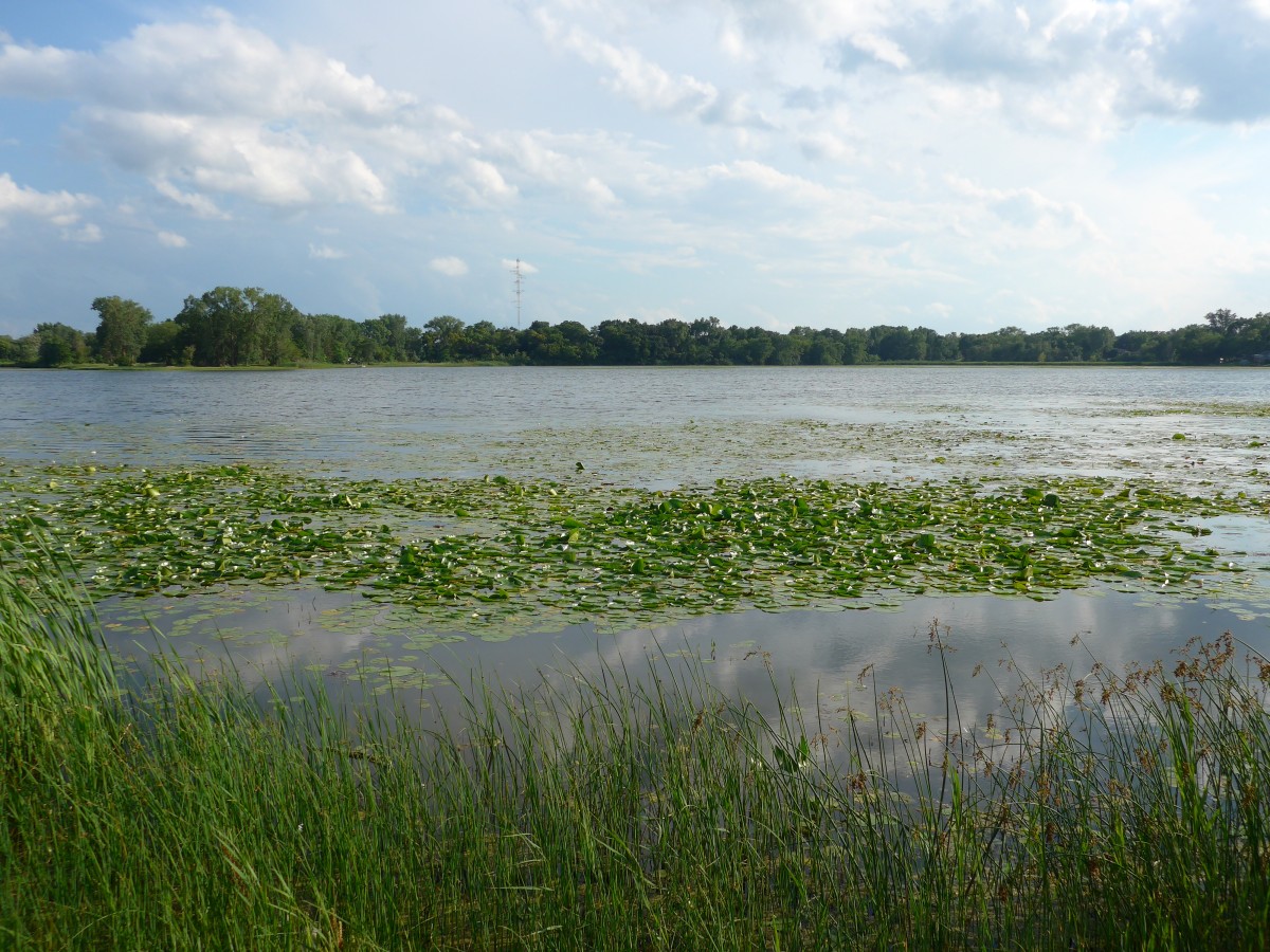 (152'689) - Seerosen im Lily Lake am 13. Juli 2014