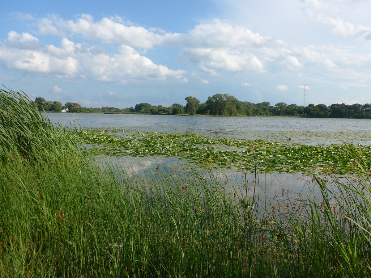 (152'690) - Seerosen im Lily Lake am 13. Juli 2014