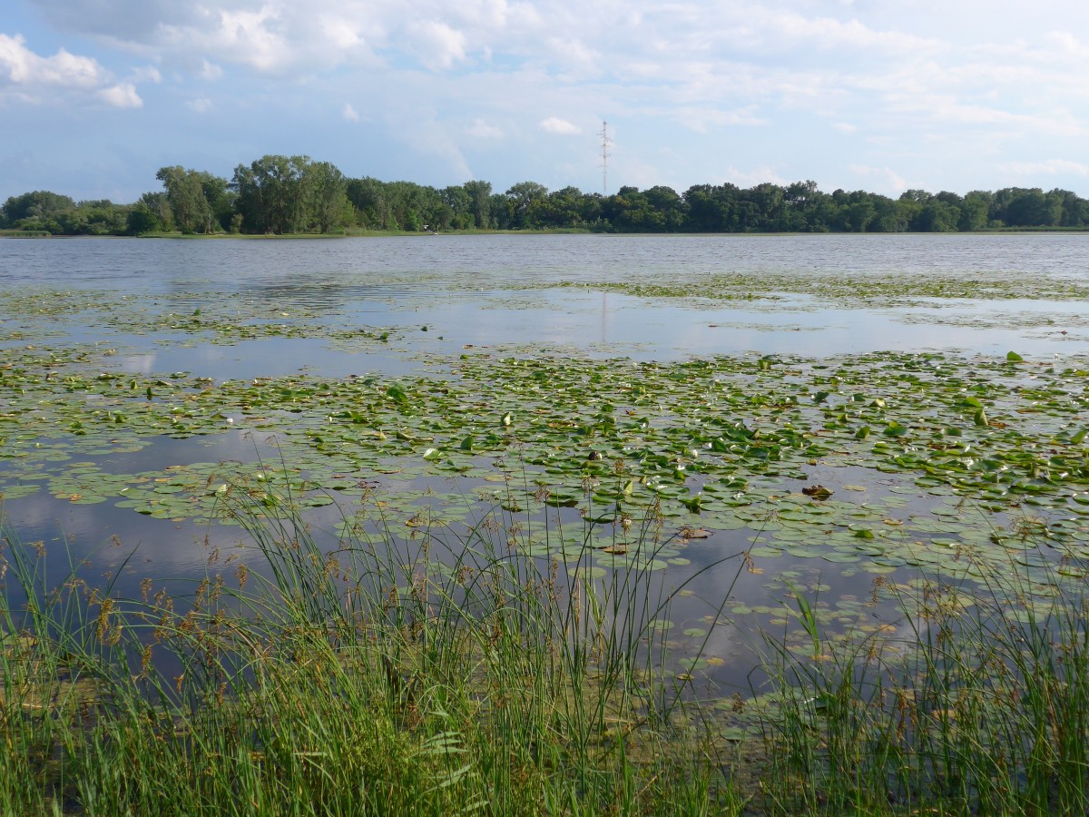 (152'695) - Seerosen im Lily Lake am 13. Juli 2014
