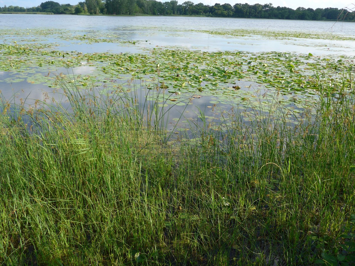 (152'700) - Seerosen im Lily Lake am 13. Juli 2014