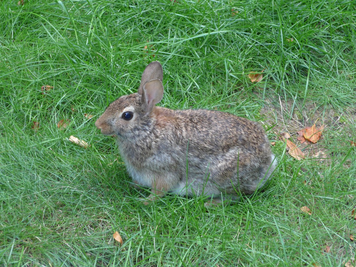 (152'737) - Ein Hase mitten in Chicago am 14. Juli 2014