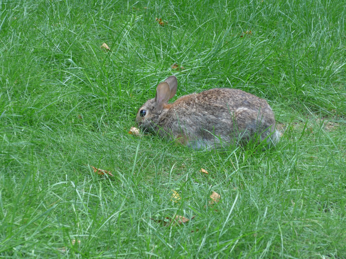 (152'738) - Ein Hase mitten in Chicago am 14. Juli 2014