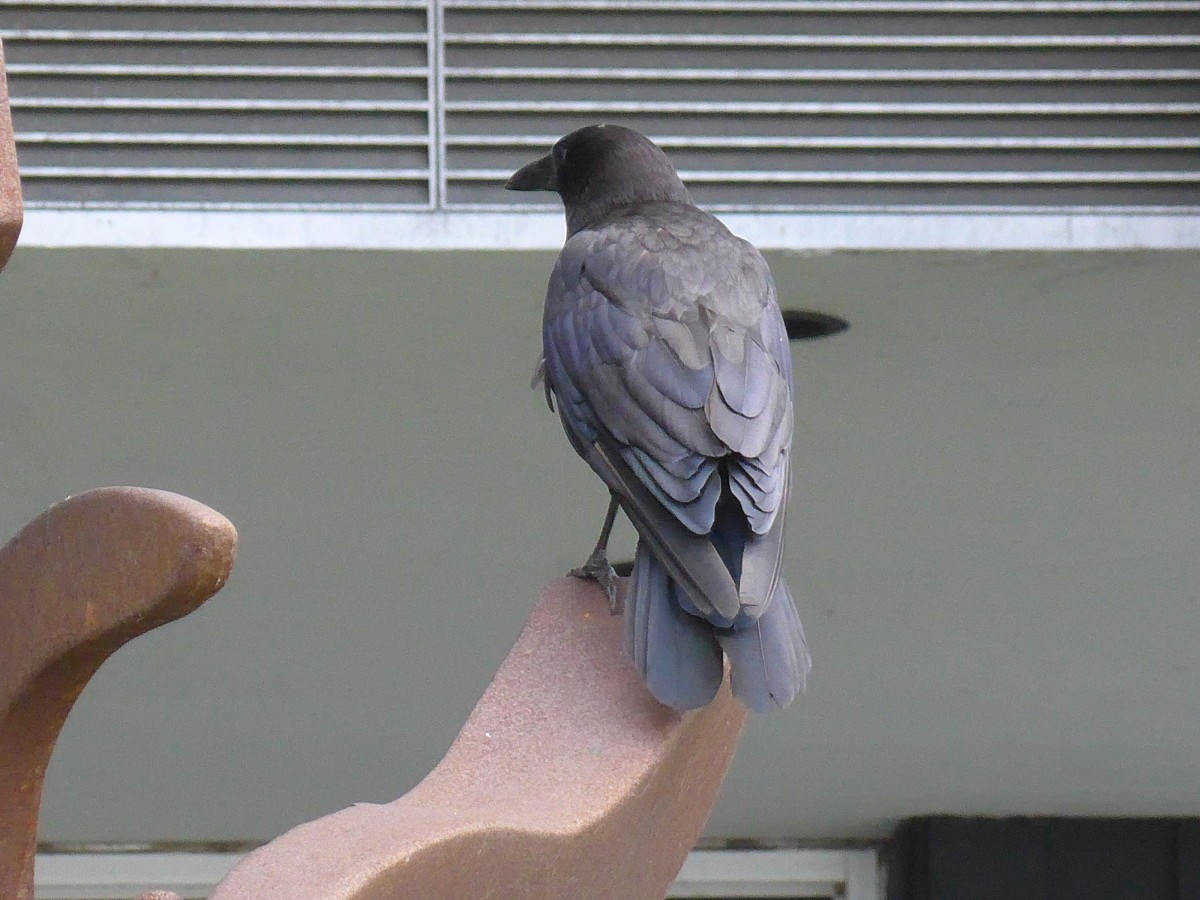 (152'739) - Ein Vogel mitten in Chicago am 14. Juli 2014