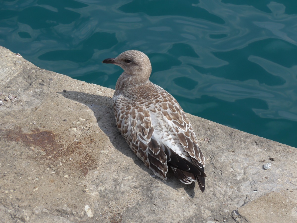 (152'756) - Eine Ente am Navy Pier in Chicago am 14. Juli 2014