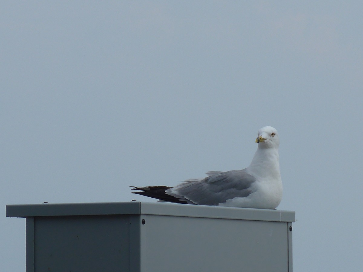 (152'759) - Eine M�we am 14. Juli 2014 in Chicago, Navy Pier
