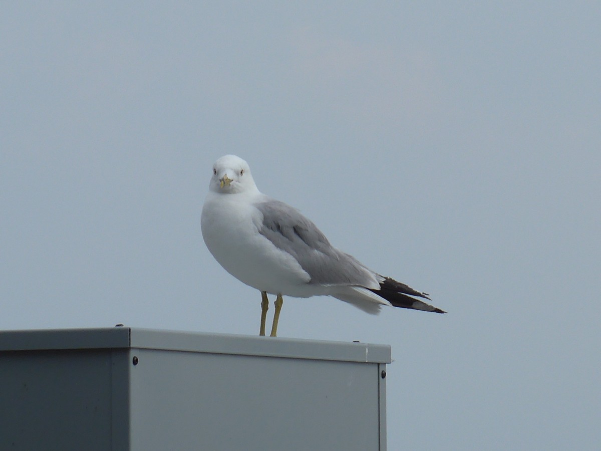 (152'760) - Eine M�we am 14. Juli 2014 in Chicago, Navy Pier