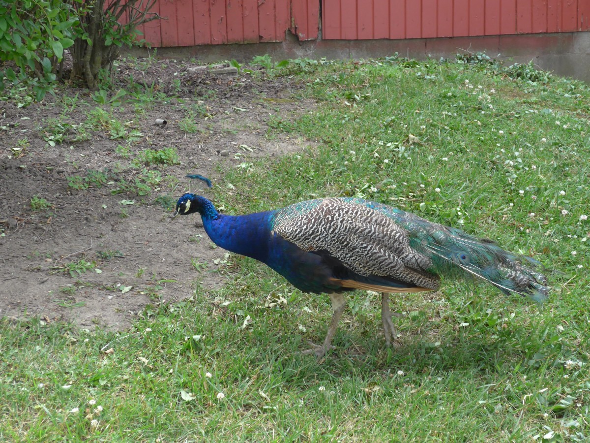 (152'963) - Ein Pfau am 16. Juli 2014 in Nappanee
