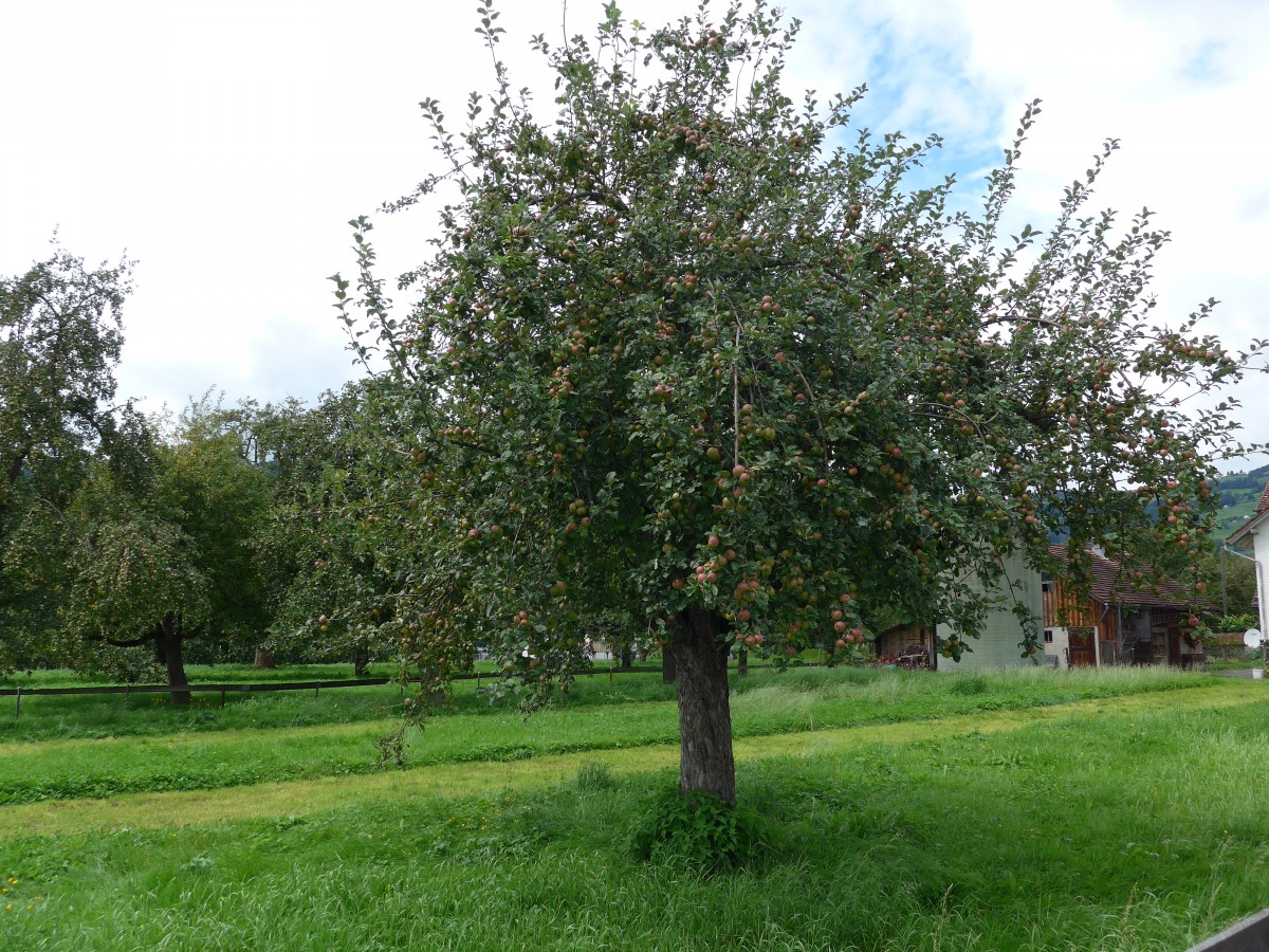 (153'889) - Apfelbaum am 16. August 2014 in Altst�tten
